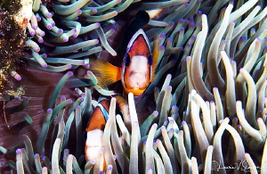 Clark's anemonefish/Photographed with a Canon 60 mm macro... by Laurie Slawson 